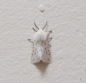 Ermine Moth